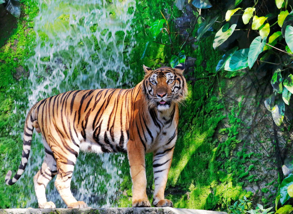 Bengal Tiger by the Waterfall jigsaw puzzle in Waterfalls puzzles on TheJigsawPuzzles.com