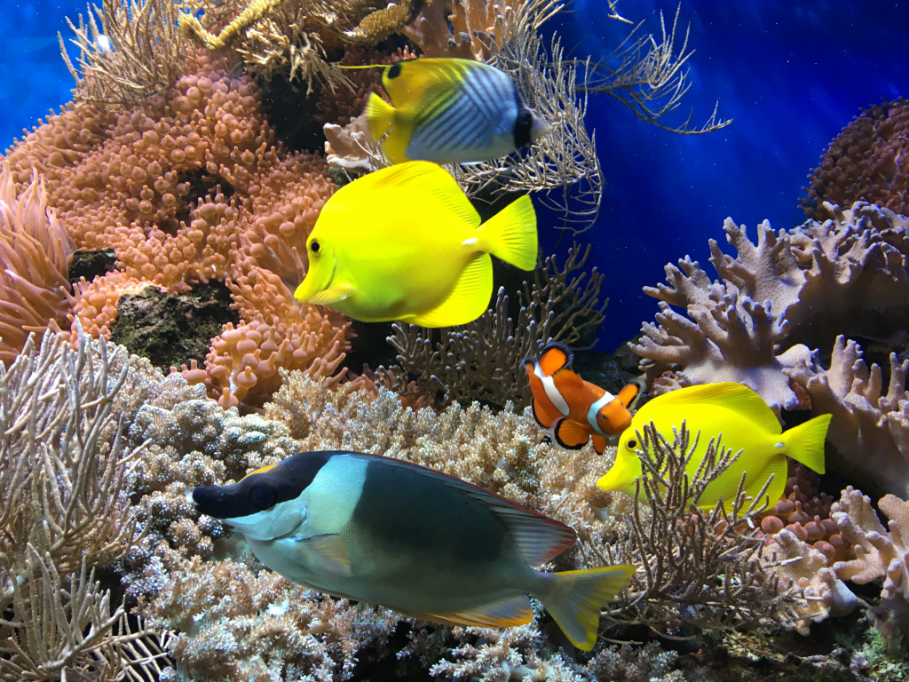 Colorful Fish and Corals jigsaw puzzle in Under the Sea puzzles on TheJigsawPuzzles.com