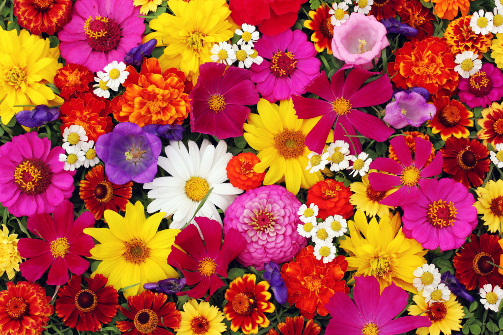 Carpet of Flowers jigsaw puzzle in Flowers puzzles on TheJigsawPuzzles.com