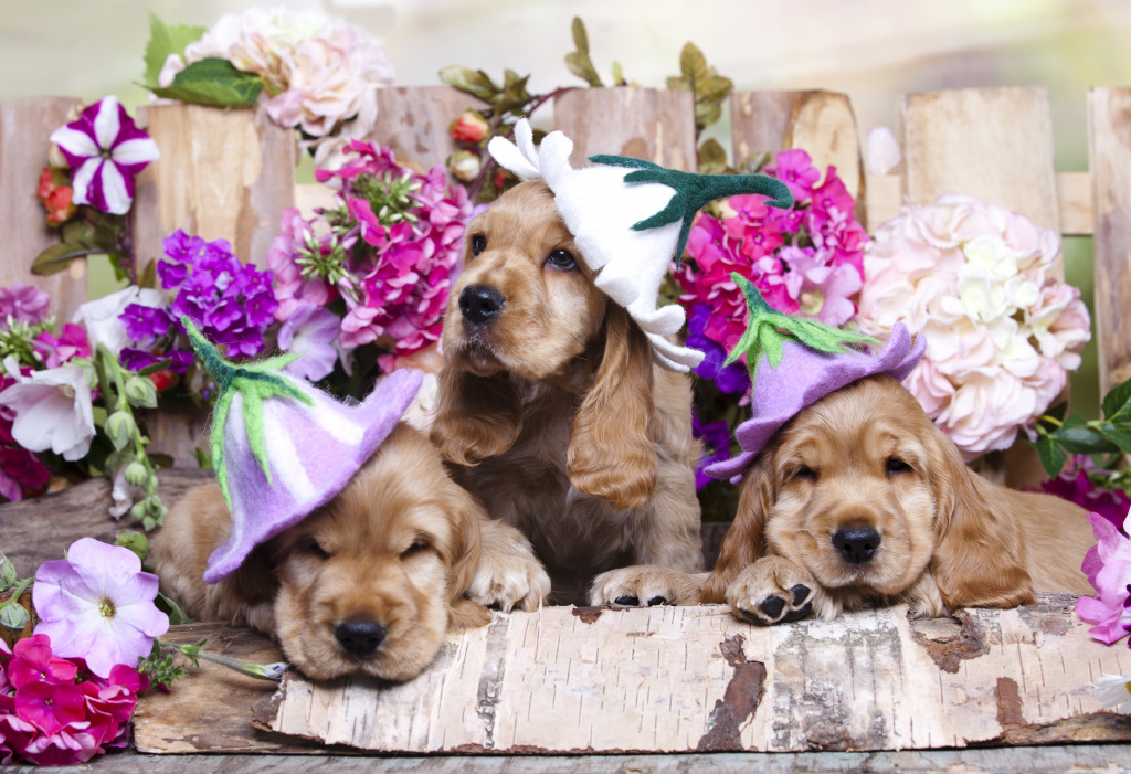 Cocker Spaniel Puppies jigsaw puzzle in Animals puzzles on TheJigsawPuzzles.com