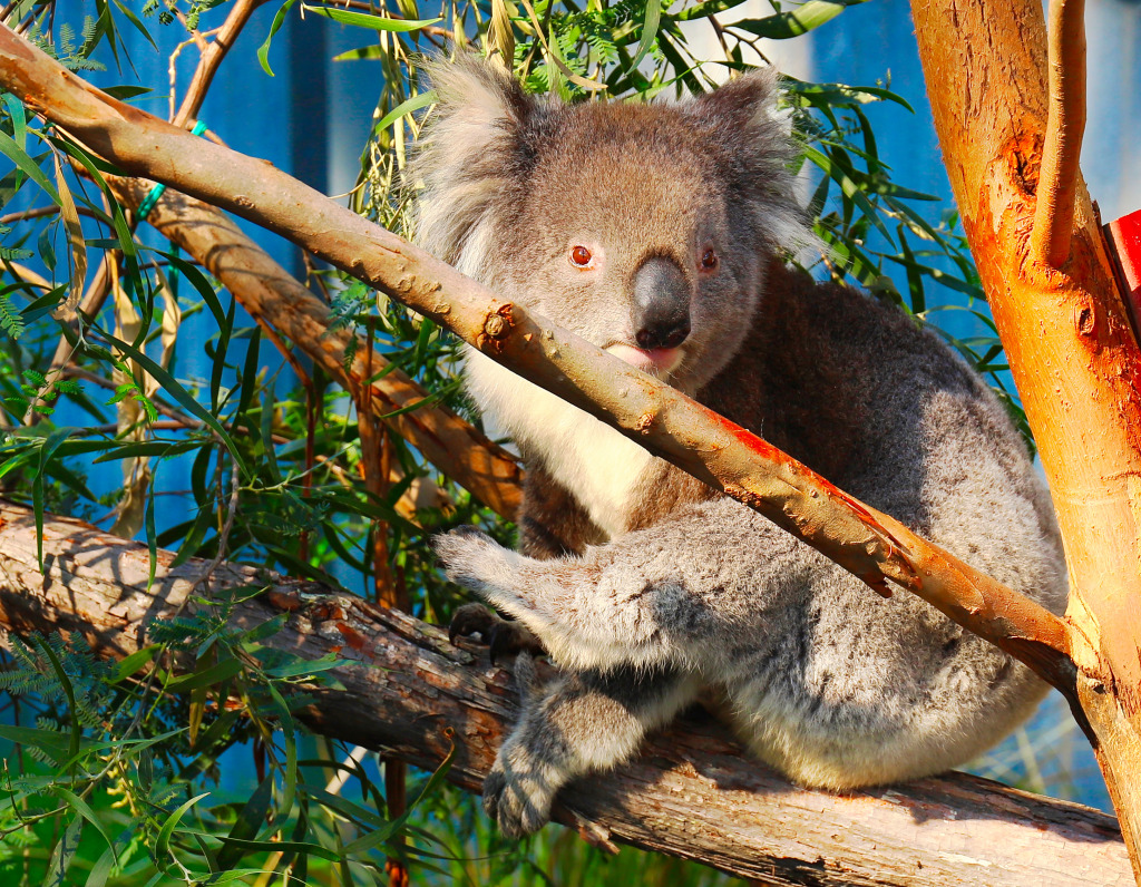 Koala in Australia jigsaw puzzle in Animals puzzles on TheJigsawPuzzles.com