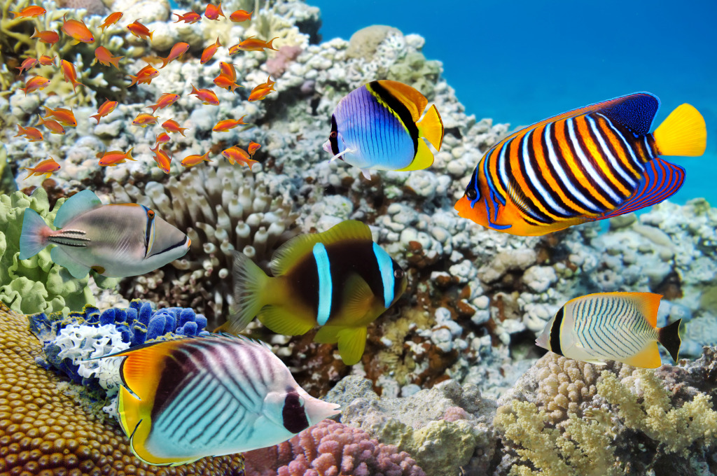 Coral Reef and Tropical Fish, Red Sea jigsaw puzzle in Under the Sea puzzles on TheJigsawPuzzles.com