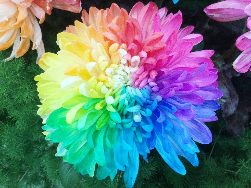 Rainbow Chrysanthemum jigsaw puzzle in Macro puzzles on TheJigsawPuzzles.com