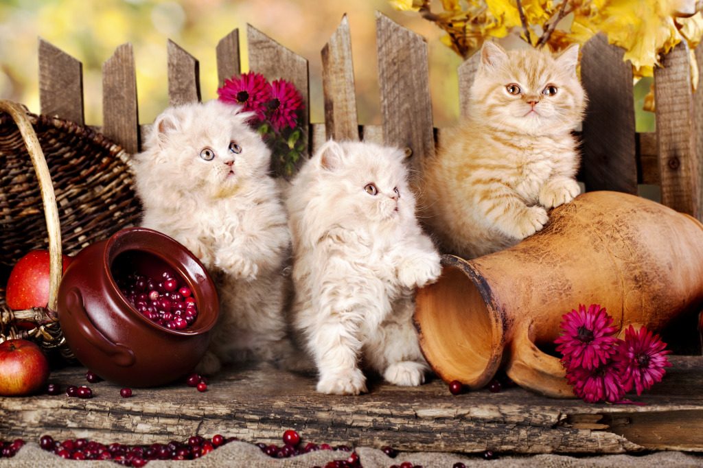 Persian Kittens jigsaw puzzle in Animals puzzles on TheJigsawPuzzles.com