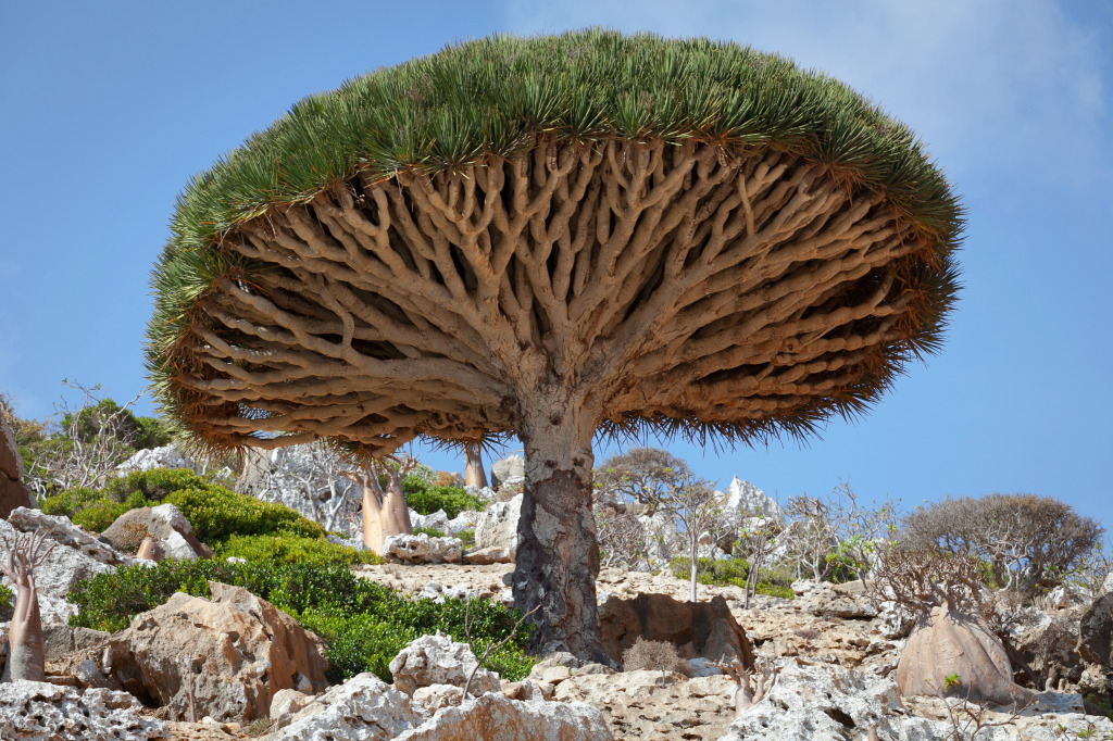 Dragon Tree, Socotra, Yemen jigsaw puzzle in Great Sightings puzzles on TheJigsawPuzzles.com