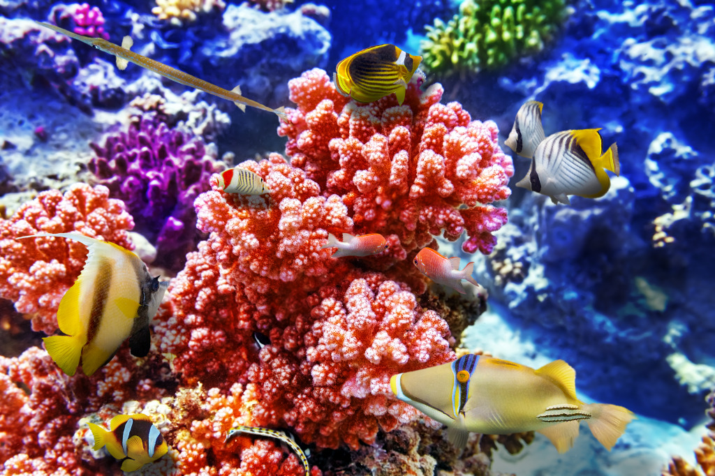 Wonderful Underwater World jigsaw puzzle in Under the Sea puzzles on TheJigsawPuzzles.com