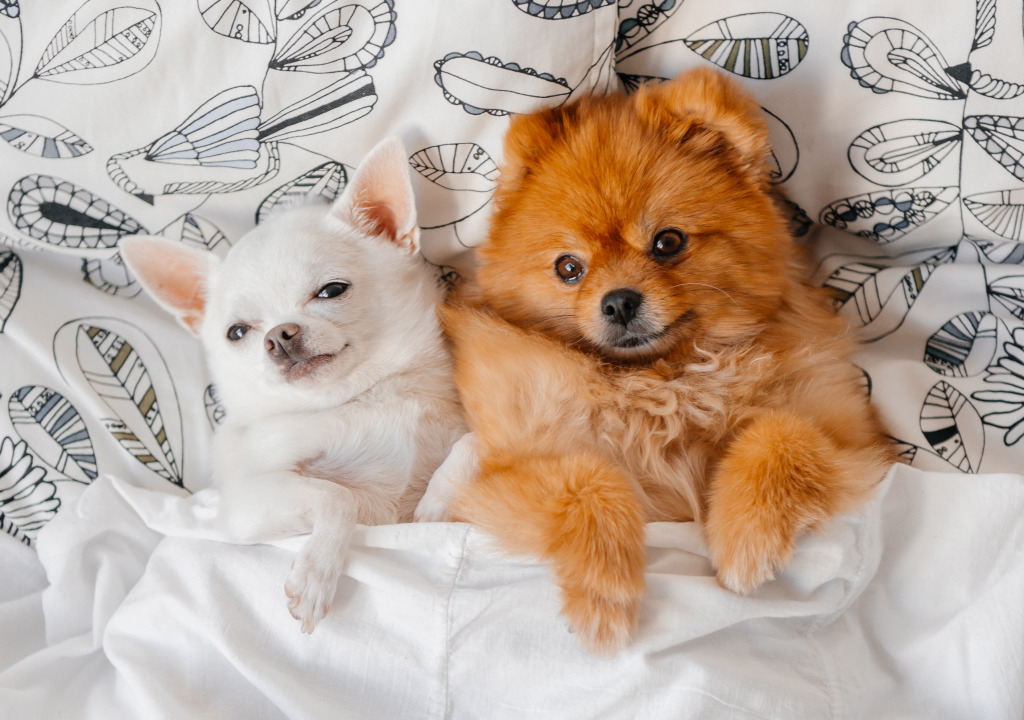Pomeranian Puppy and Little Chihuahua jigsaw puzzle in Puzzle of the Day puzzles on TheJigsawPuzzles.com