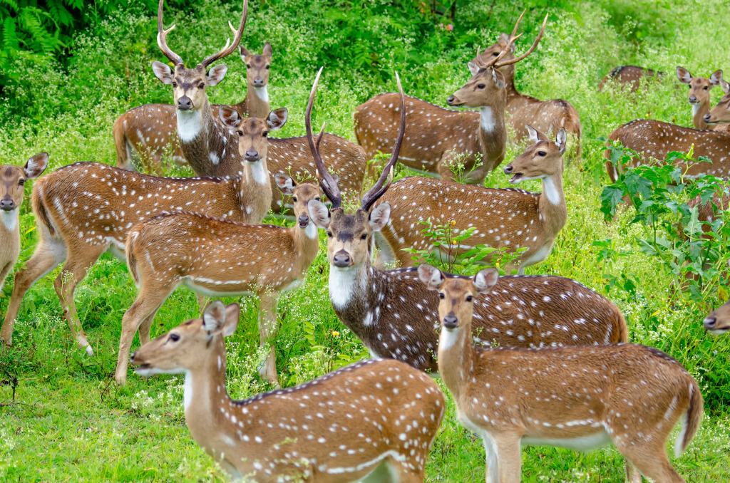 Spotted Deer, Bandipur Wildlife Sanctuary jigsaw puzzle in Animals puzzles on TheJigsawPuzzles.com