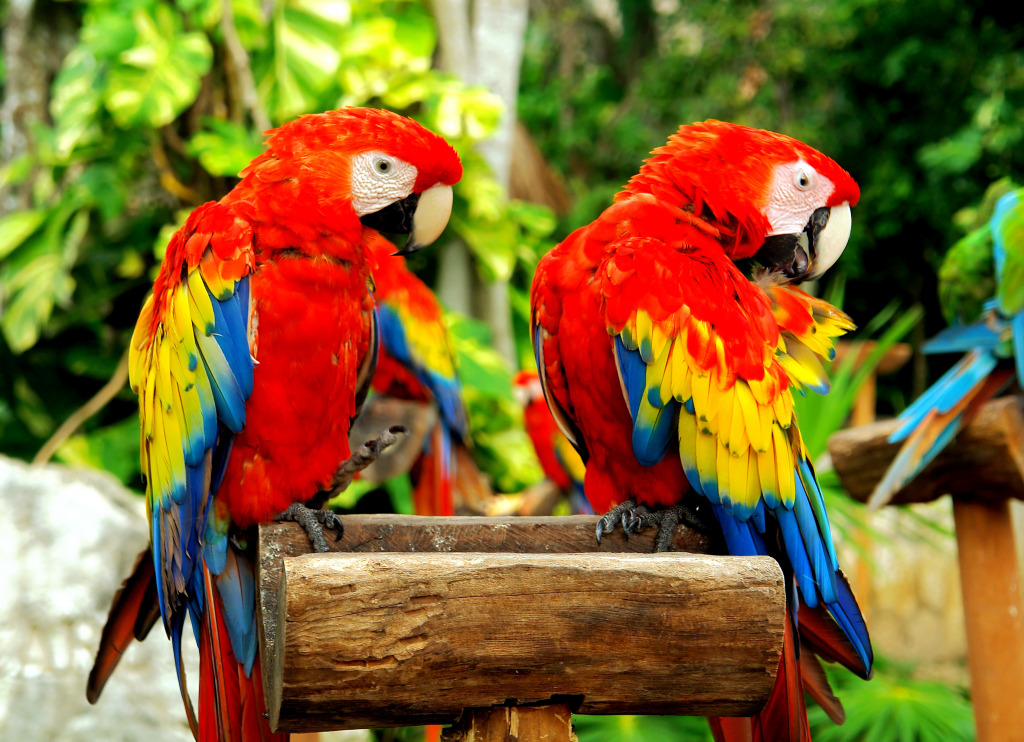 Couple of Parrots jigsaw puzzle in Animals puzzles on TheJigsawPuzzles.com