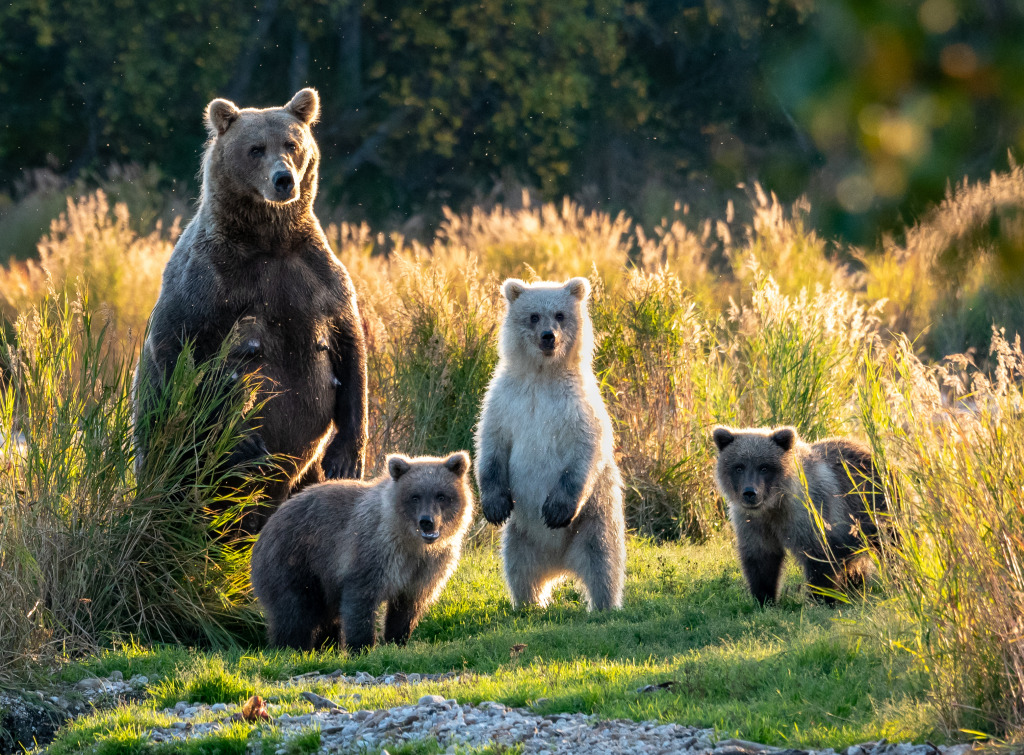 Female Alaskan Brown Bear with Cubs jigsaw puzzle in Animals puzzles on TheJigsawPuzzles.com