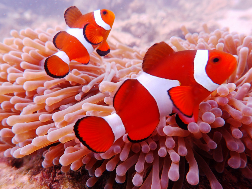 Anemone Fish, Tioman Island, Malaysia jigsaw puzzle in Under the Sea puzzles on TheJigsawPuzzles.com