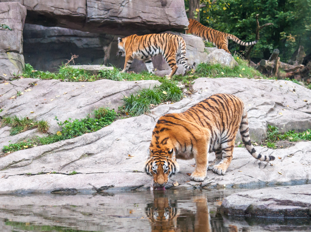 Bengal Tiger Drinking Water jigsaw puzzle in Animals puzzles on TheJigsawPuzzles.com