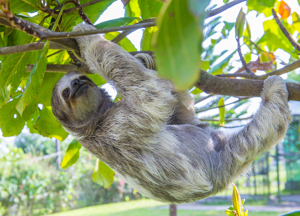 Sloth in Costa Rica Rainforest jigsaw puzzle in Animals puzzles on TheJigsawPuzzles.com