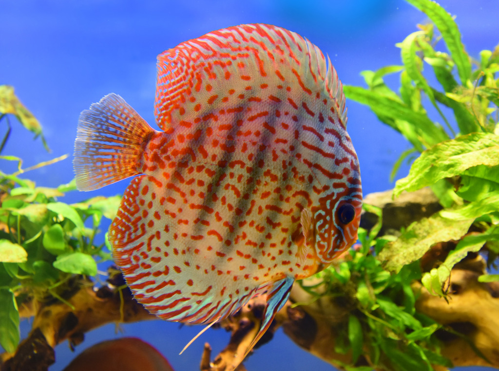 Discus Fish jigsaw puzzle in Under the Sea puzzles on TheJigsawPuzzles.com