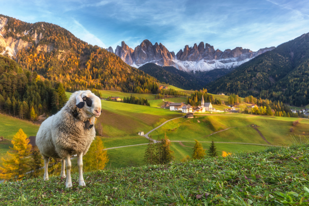 Lonely Sheep, Santa Maddalena, Italy jigsaw puzzle in Animals puzzles on TheJigsawPuzzles.com