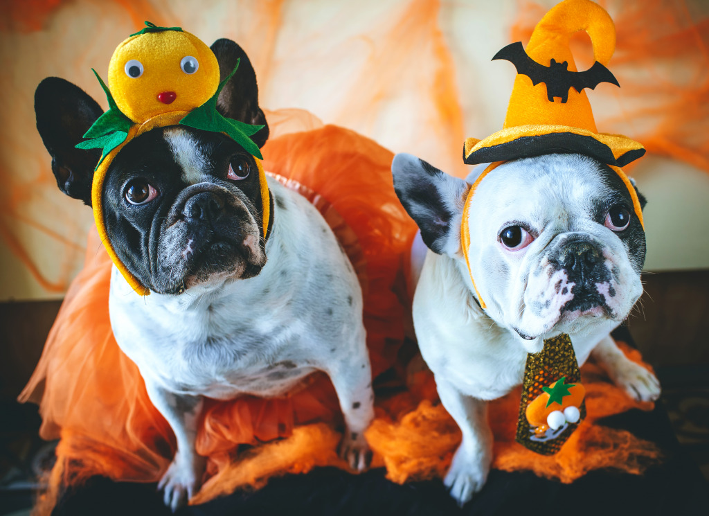 Bulldogs in Halloween Costumes jigsaw puzzle in Halloween puzzles on TheJigsawPuzzles.com