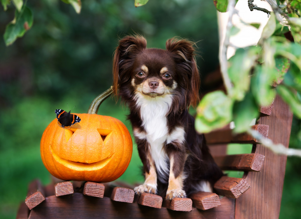 Chihuahua with a Carved Pumpkin jigsaw puzzle in Halloween puzzles on TheJigsawPuzzles.com