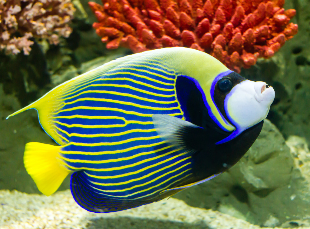 Emperor Angelfish jigsaw puzzle in Under the Sea puzzles on TheJigsawPuzzles.com