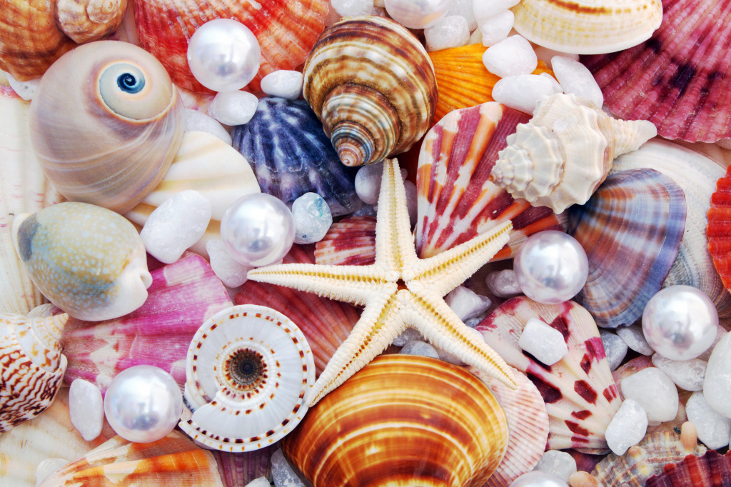 Seashells and Pearls jigsaw puzzle in Macro puzzles on TheJigsawPuzzles.com