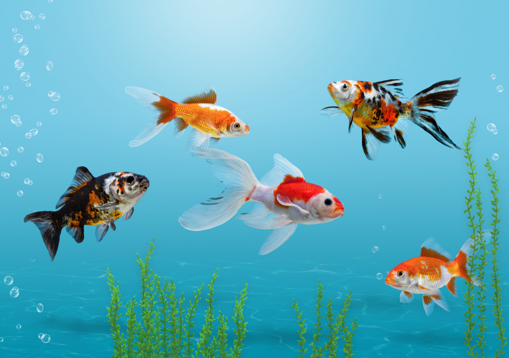 Goldfish In Aquarium jigsaw puzzle in Under the Sea puzzles on TheJigsawPuzzles.com