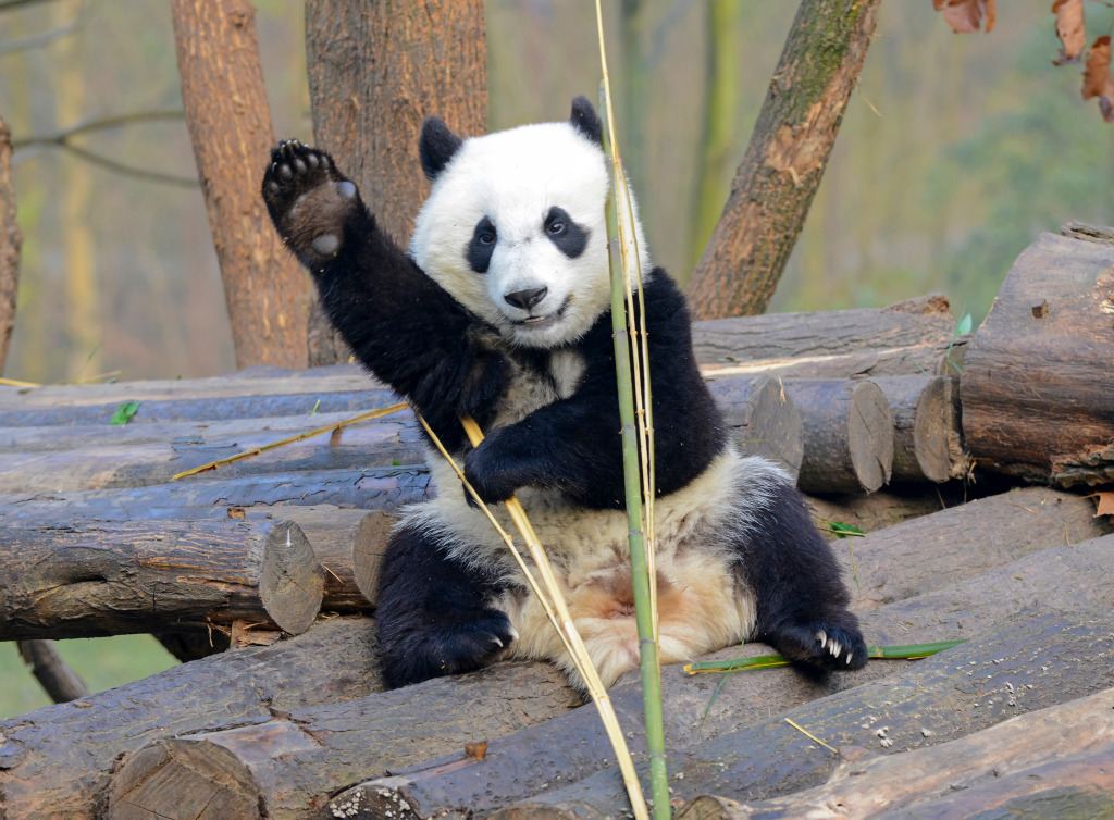 Giant Panda near Chengdu, China jigsaw puzzle in Animals puzzles on TheJigsawPuzzles.com