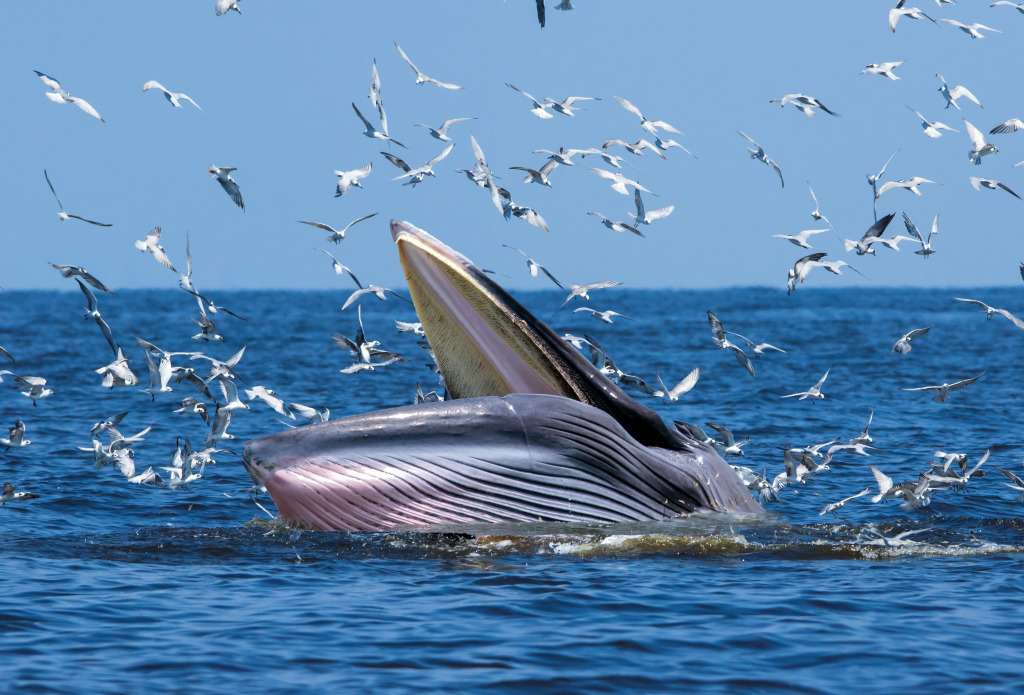 Bryde's Whale in the Gulf of Thailand jigsaw puzzle in Animals puzzles on TheJigsawPuzzles.com