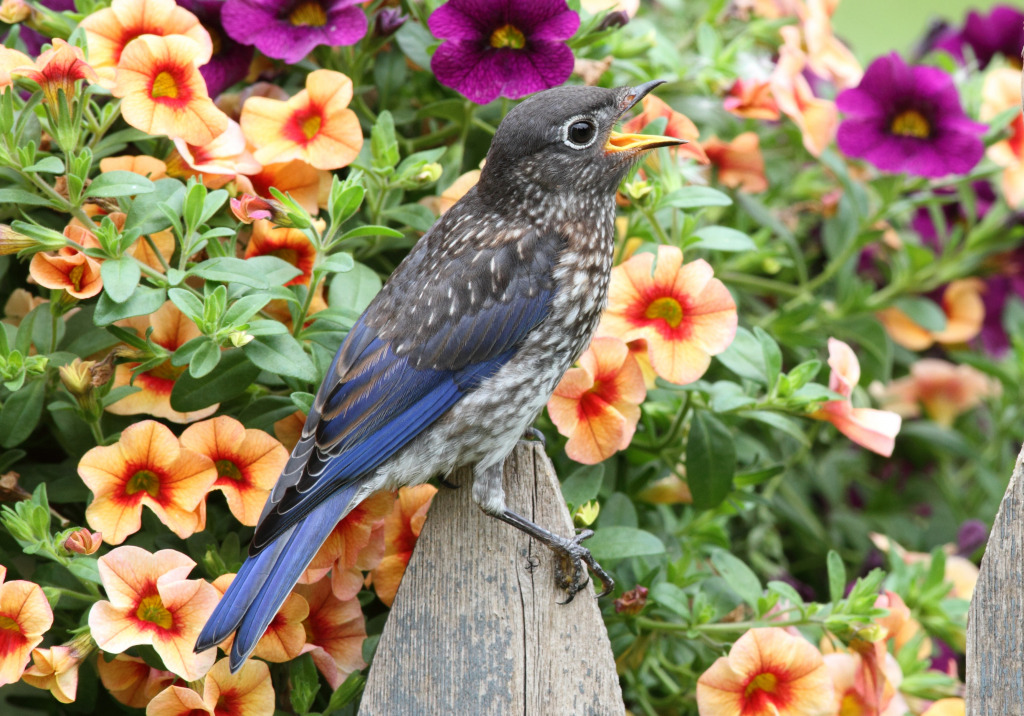 Juvenile Eastern Bluebird jigsaw puzzle in Animals puzzles on TheJigsawPuzzles.com