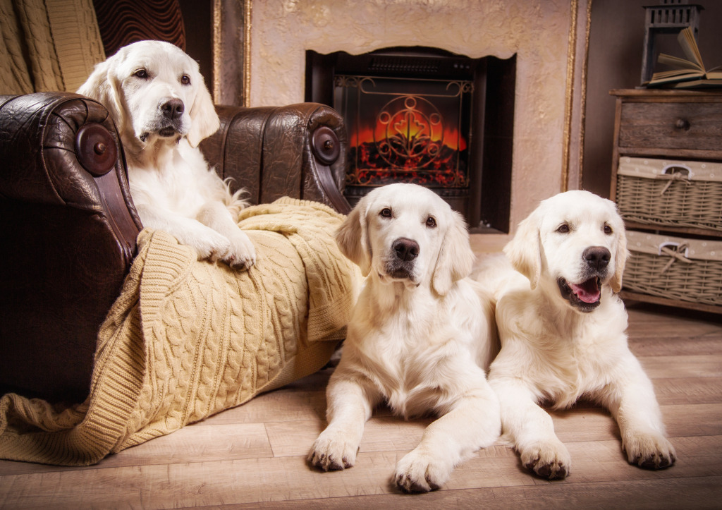 Golden Retriever Puppies jigsaw puzzle in Puzzle of the Day puzzles on TheJigsawPuzzles.com