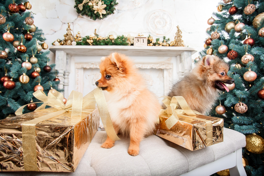 Pomeranian Dogs jigsaw puzzle in Christmas & New Year puzzles on TheJigsawPuzzles.com