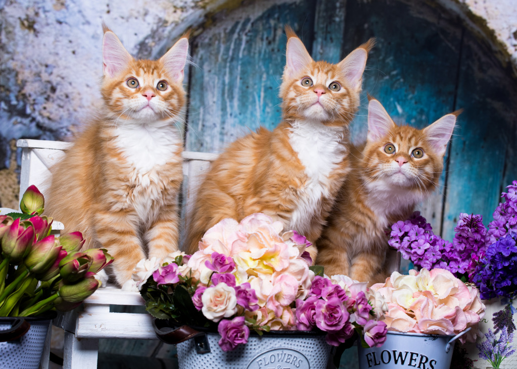 Maine Coon Kittens jigsaw puzzle in Animals puzzles on TheJigsawPuzzles.com
