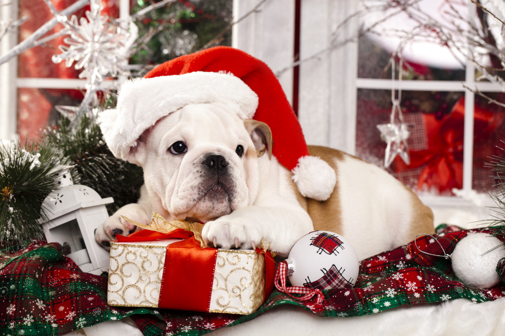 Christmas Bulldog Puppy jigsaw puzzle in Christmas & New Year puzzles on TheJigsawPuzzles.com