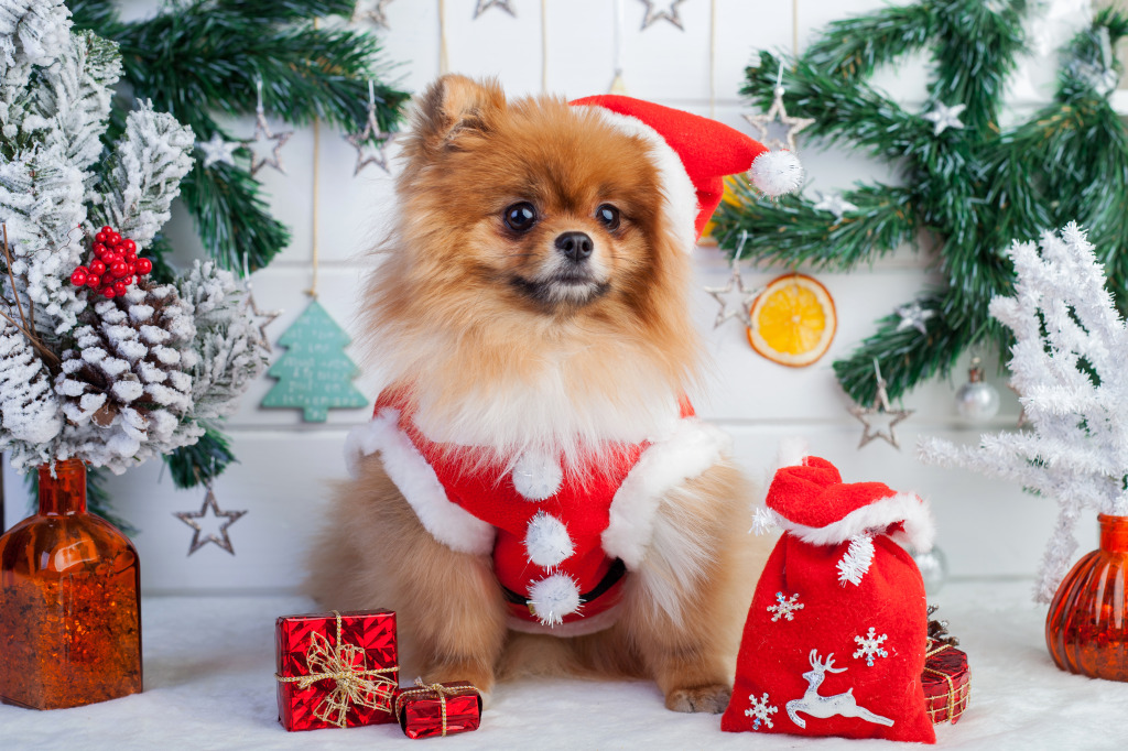 Pomeranian in Santa Clothing jigsaw puzzle in Christmas & New Year puzzles on TheJigsawPuzzles.com