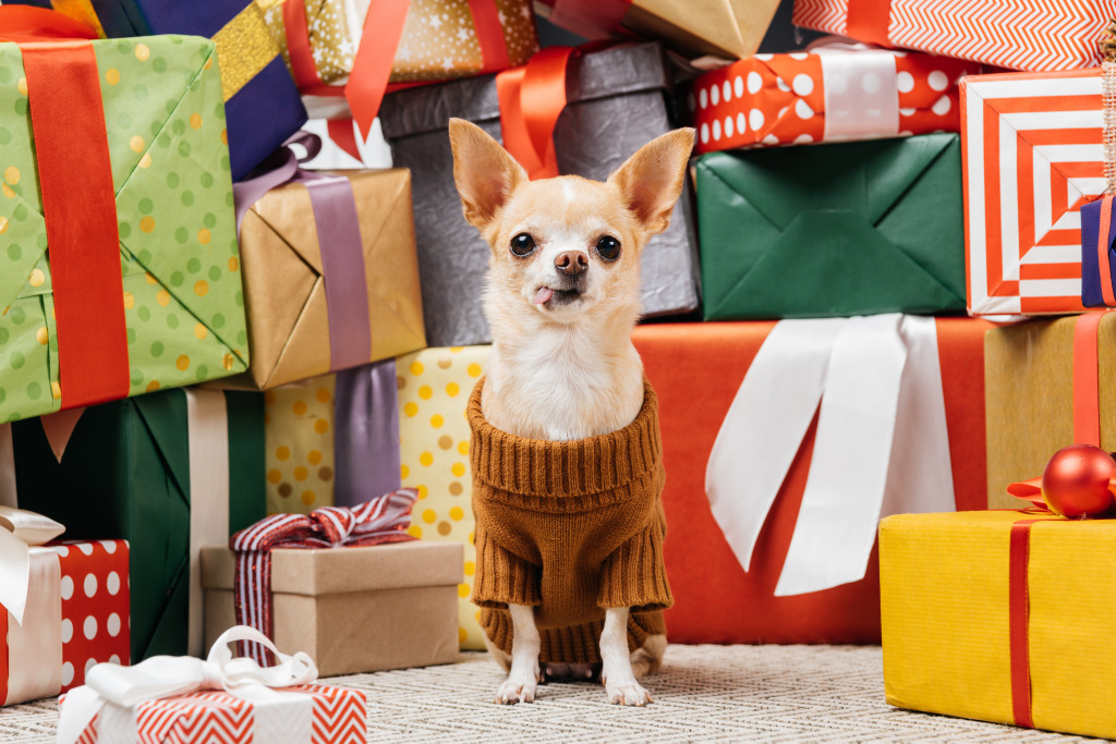 Chihuahua and Presents jigsaw puzzle in Animals puzzles on TheJigsawPuzzles.com