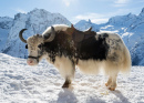 Wild Yak in the Snow