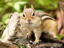 Chipmunk