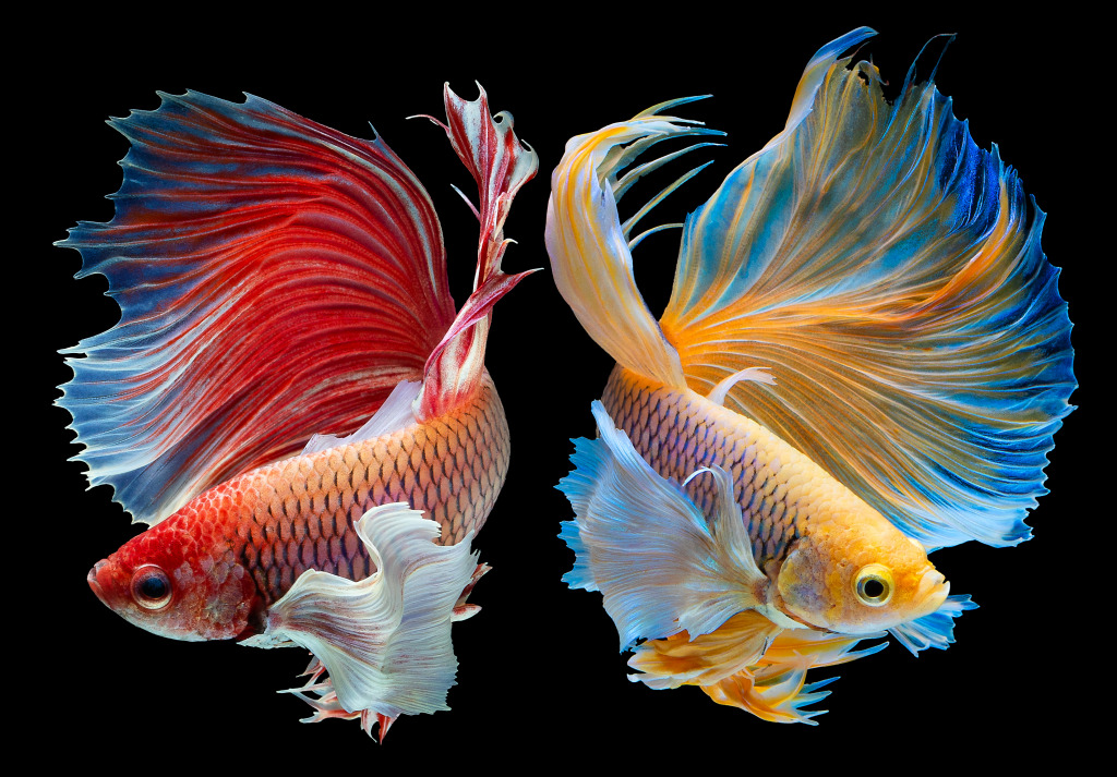 Siamese Fighting Fish jigsaw puzzle in Under the Sea puzzles on TheJigsawPuzzles.com