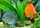 Discus Fish Family