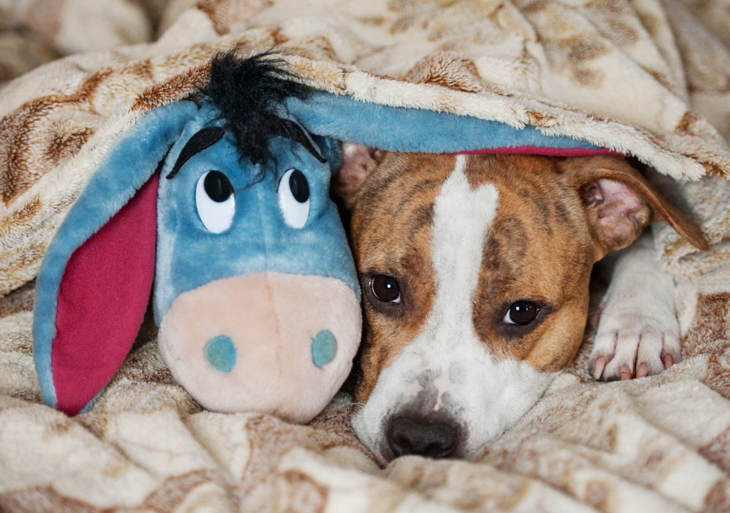 Staffordshire Terrier with His Favorite Toy jigsaw puzzle in Animals puzzles on TheJigsawPuzzles.com