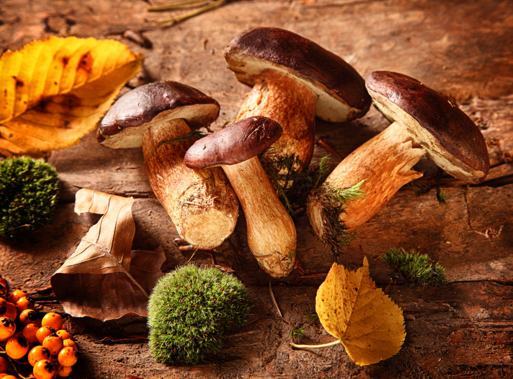 Boletus Mushrooms jigsaw puzzle in Macro puzzles on TheJigsawPuzzles.com