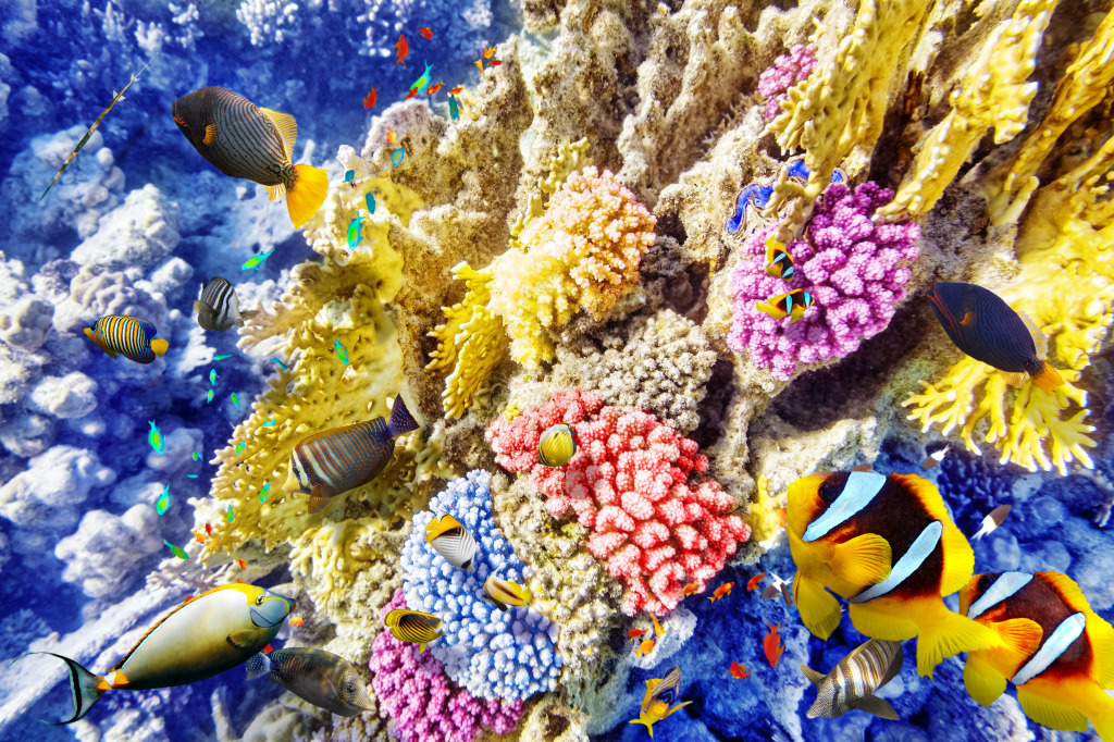 Wonderful Underwater World jigsaw puzzle in Under the Sea puzzles on TheJigsawPuzzles.com