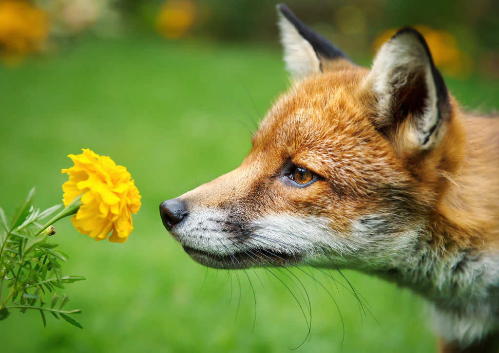 Red Fox Smelling Marigold Flower jigsaw puzzle in Animals puzzles on TheJigsawPuzzles.com