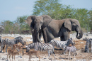 Waterhole in Etosha, Namibia