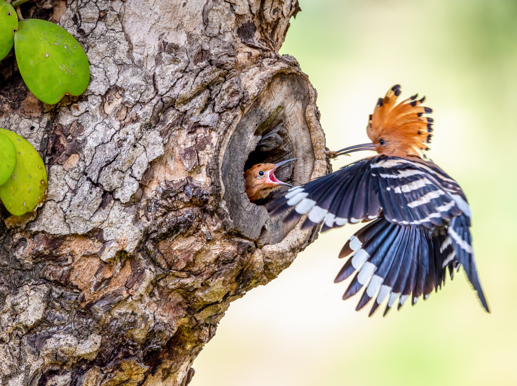 Common Hoopoe Feeding a Chick jigsaw puzzle in Animals puzzles on TheJigsawPuzzles.com