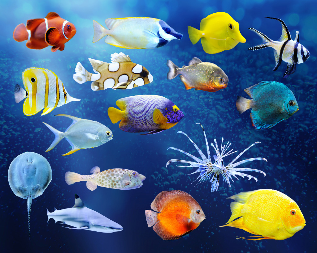 Tropical Fish jigsaw puzzle in Under the Sea puzzles on TheJigsawPuzzles.com