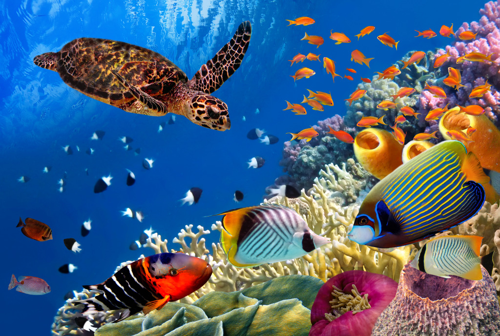 Red Sea, Egypt jigsaw puzzle in Under the Sea puzzles on TheJigsawPuzzles.com