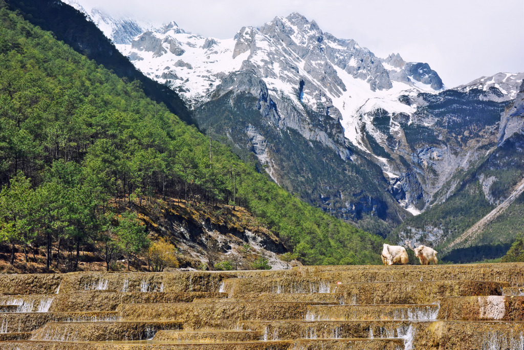 White Yak on Baishuihe Waterfall, China jigsaw puzzle in Waterfalls puzzles on TheJigsawPuzzles.com