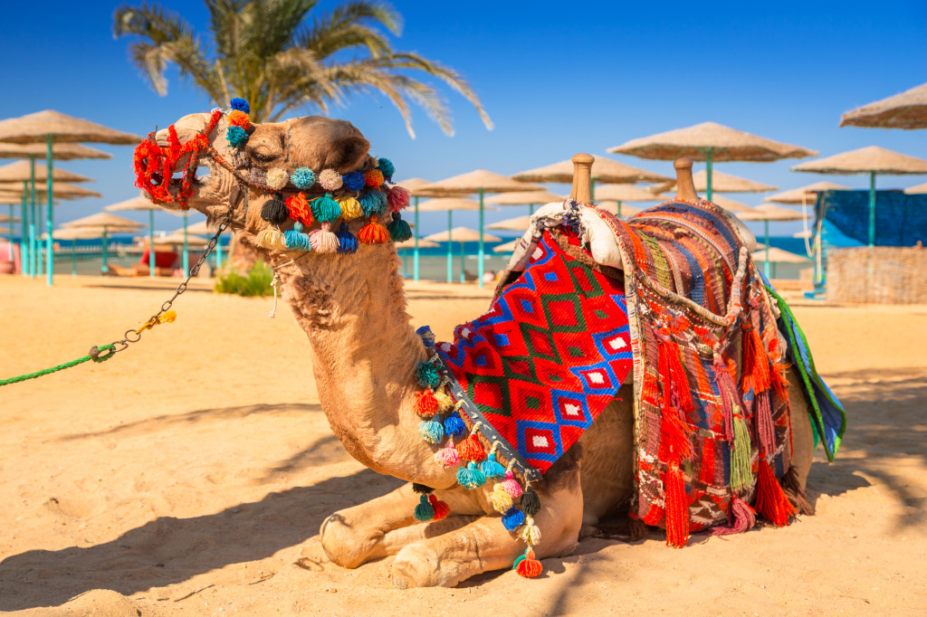 Camel of Hurghada, Egypt jigsaw puzzle in Animals puzzles on TheJigsawPuzzles.com