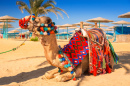 Camel of Hurghada, Egypt