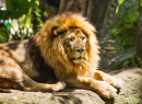 Male African Lion