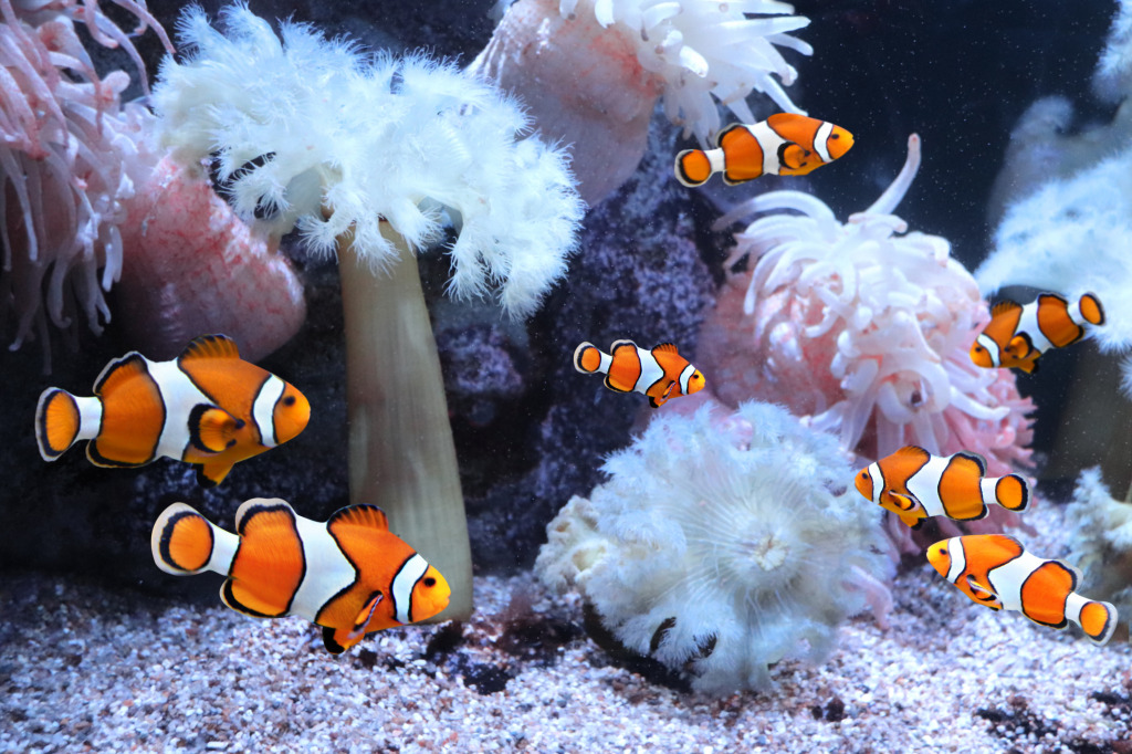 Clown Fish jigsaw puzzle in Under the Sea puzzles on TheJigsawPuzzles.com